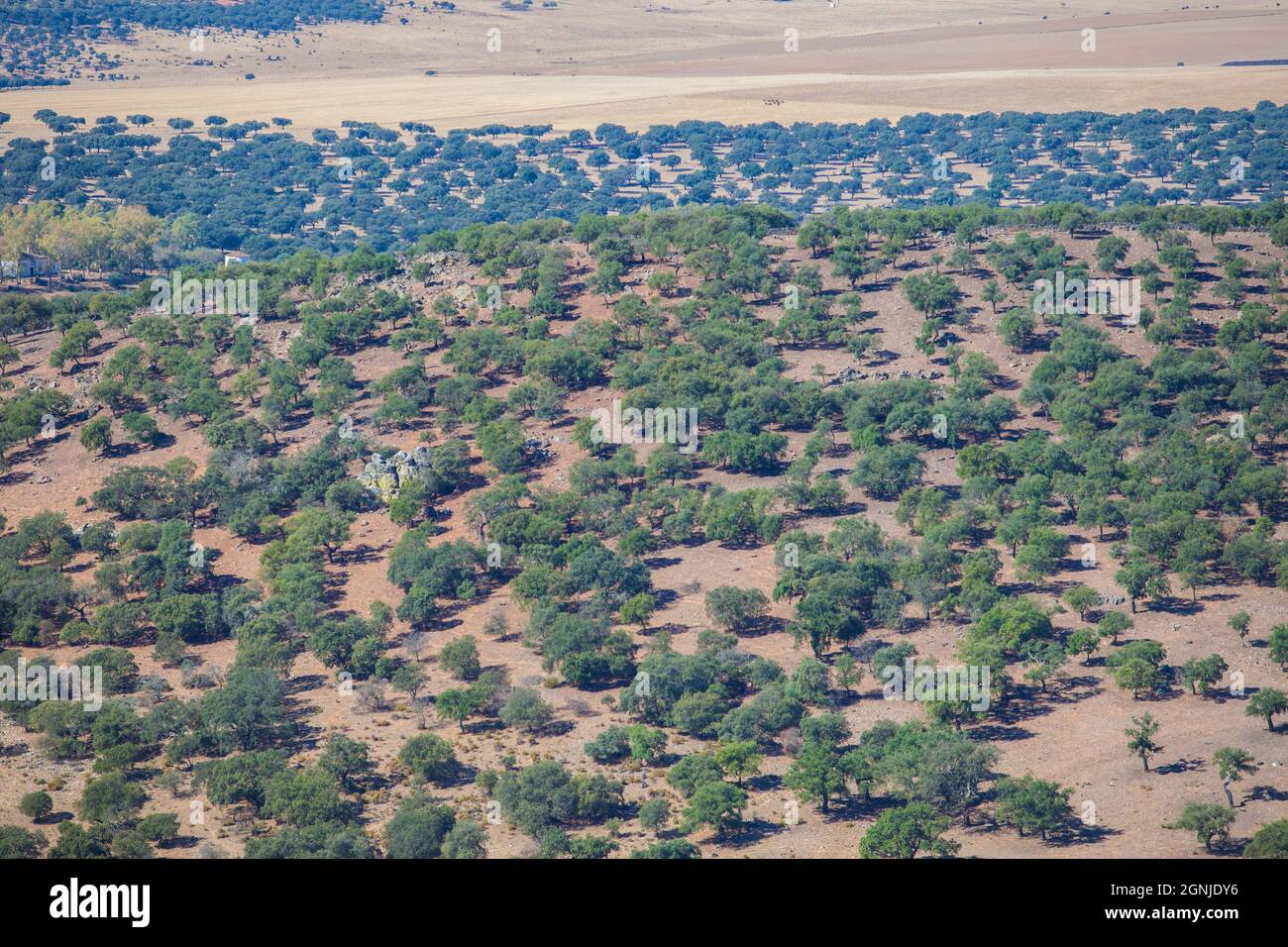 La visione aerea di Dehesa, tipici stati di gestione pastorale. Sierra de Fuentes, Caceres, Extremadura, Spagna Foto Stock