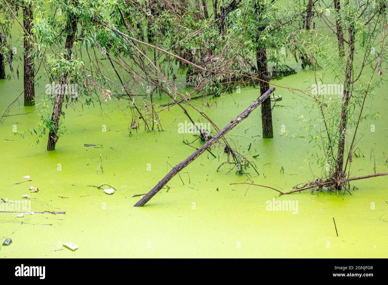 Huaxian, Huaxian, Cina. 26 settembre 2021. 25 settembre 2021, inondazione dopo la pioggia pesante in Huaxian, Henan.Since la stagione di inondazione questo anno, contea di Huaxian, provincia di Henan ha sperimentato i cicli multipli di pioggia pesante ed il contenuto di umidità di suolo è stato altamente saturato. Dal 24 al 25 settembre, la contea di Huaxian è caduta sotto una pioggia pesante. A causa delle continue precipitazioni nella parte superiore del fiume Weihe e dello scarico delle alluvioni dalla riserva di Panshitou, l'area di stoccaggio e di detenzione delle alluvioni del ¹Weihe canale Ã¢â‚¬''¹ã¢â‚¬ Changhong divenne nuovamente Zeguo, e l'accumulo di acqua continuò fino all'incr Foto Stock