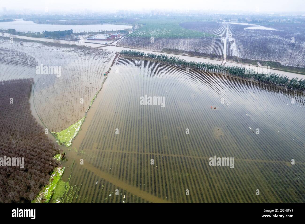 Huaxian, Huaxian, Cina. 26 settembre 2021. 25 settembre 2021, inondazione dopo la pioggia pesante in Huaxian, Henan.Since la stagione di inondazione questo anno, contea di Huaxian, provincia di Henan ha sperimentato i cicli multipli di pioggia pesante ed il contenuto di umidità di suolo è stato altamente saturato. Dal 24 al 25 settembre, la contea di Huaxian è caduta sotto una pioggia pesante. A causa delle continue precipitazioni nella parte superiore del fiume Weihe e dello scarico delle alluvioni dalla riserva di Panshitou, l'area di stoccaggio e di detenzione delle alluvioni del ¹Weihe canale Ã¢â‚¬''¹ã¢â‚¬ Changhong divenne nuovamente Zeguo, e l'accumulo di acqua continuò fino all'incr Foto Stock
