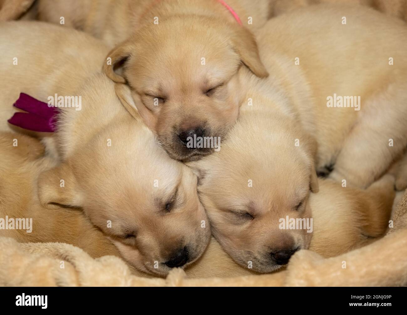 Labrador cuccioli cane dormire Foto Stock