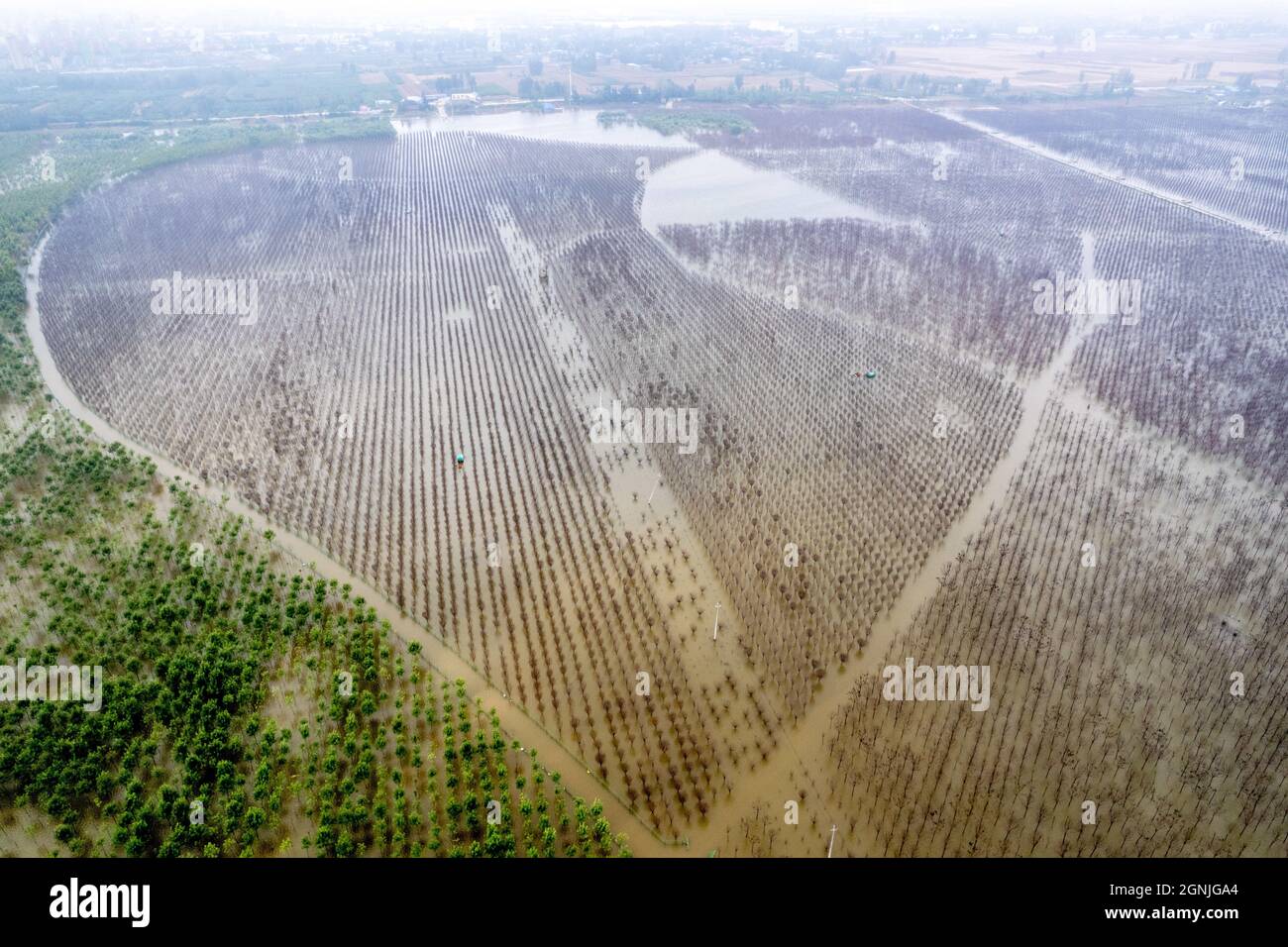 Huaxian, Huaxian, Cina. 26 settembre 2021. 25 settembre 2021, inondazione dopo la pioggia pesante in Huaxian, Henan.Since la stagione di inondazione questo anno, contea di Huaxian, provincia di Henan ha sperimentato i cicli multipli di pioggia pesante ed il contenuto di umidità di suolo è stato altamente saturato. Dal 24 al 25 settembre, la contea di Huaxian è caduta sotto una pioggia pesante. A causa delle continue precipitazioni nella parte superiore del fiume Weihe e dello scarico delle alluvioni dalla riserva di Panshitou, l'area di stoccaggio e di detenzione delle alluvioni del ¹Weihe canale Ã¢â‚¬''¹ã¢â‚¬ Changhong divenne nuovamente Zeguo, e l'accumulo di acqua continuò fino all'incr Foto Stock