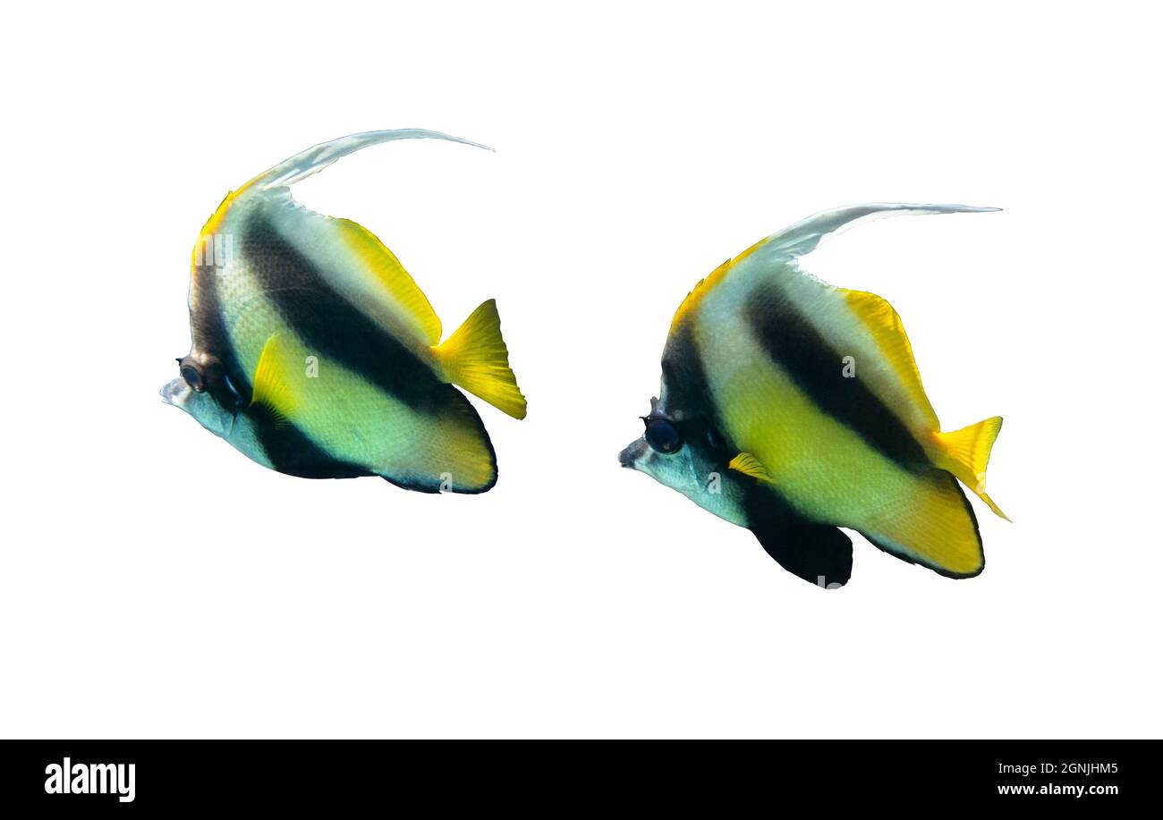 Coppia di pesci rossi (Heniochus acuminatus, pesce palangaro) isolati su sfondo bianco, Mar Rosso, Egitto. Due strisce tropicali nere e gialle Foto Stock