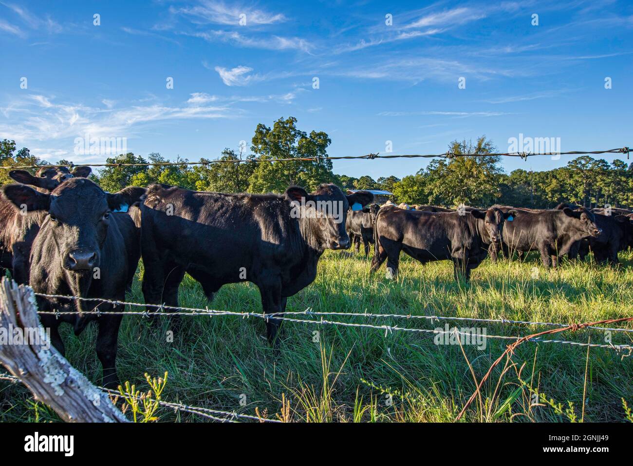 Mandria di fagioli Angus neri dietro una recinzione di filo spinato in un pascolo lussureggiante in luce del tardo pomeriggio. Foto Stock