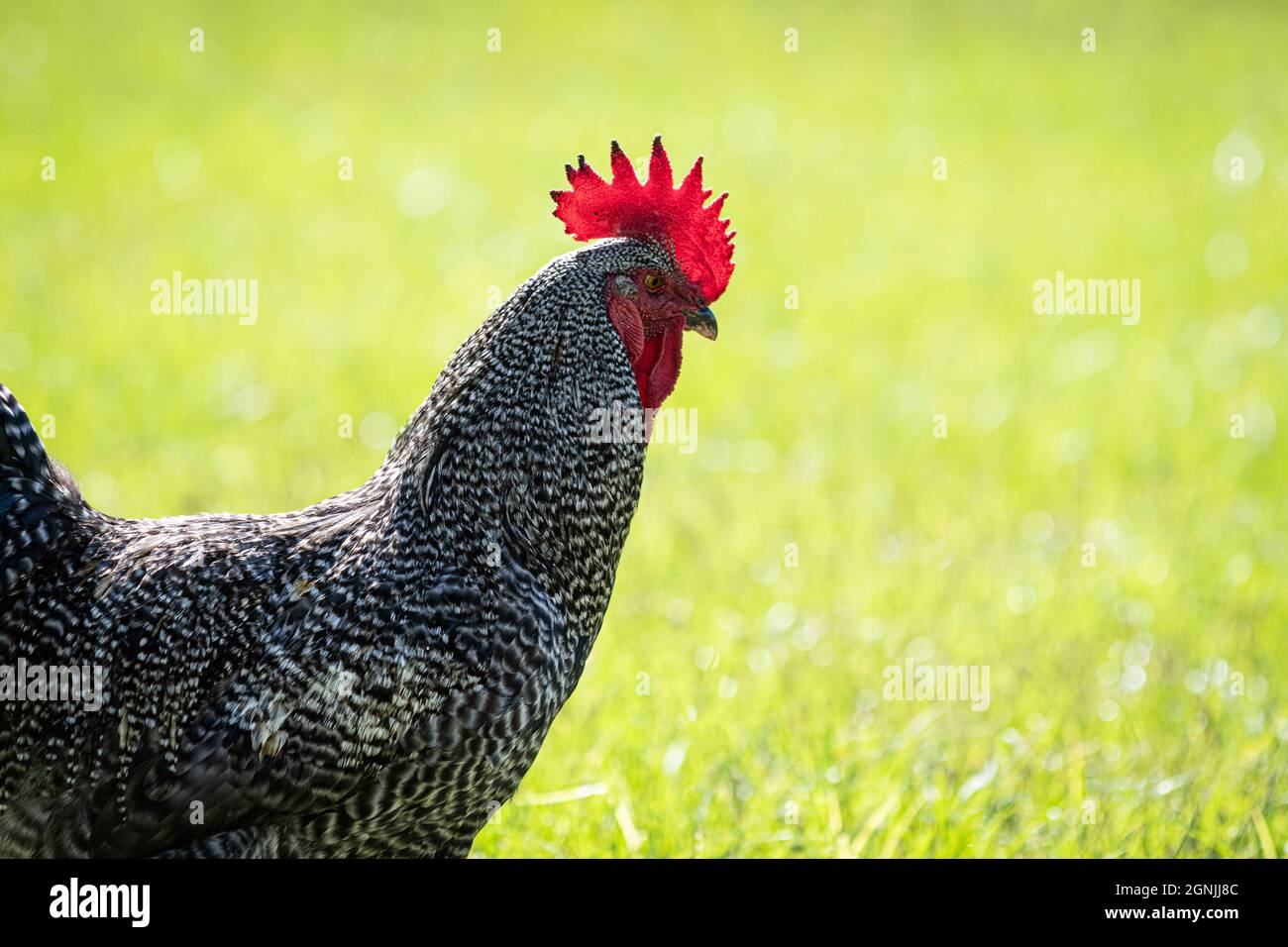 Plymouth Rock gallo con spazio negativo a destra Foto Stock