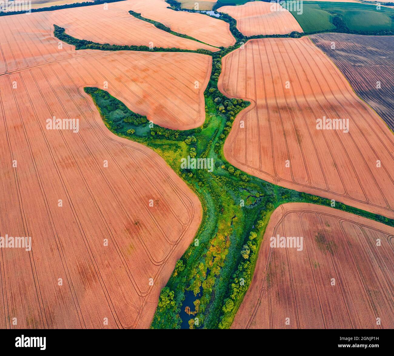 Vista dal drone volante della campagna Ucraina. Fiume in forma di albero tra il campo di grano. Incredibile vista mattutina della campagna, Ternopil Foto Stock