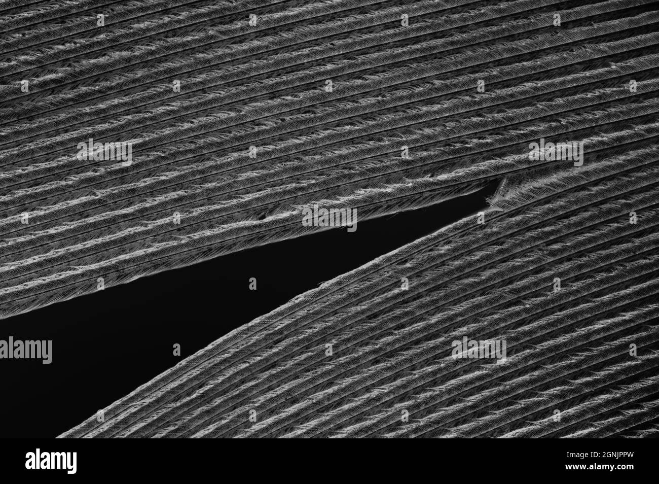 dettaglio macro estremo di una piuma nera. primo piano testurizzato di una piuma d'uccello Foto Stock dettaglio macro estremo di una piuma nera. primo piano testurizzato di una piuma d'uccello Foto Stock