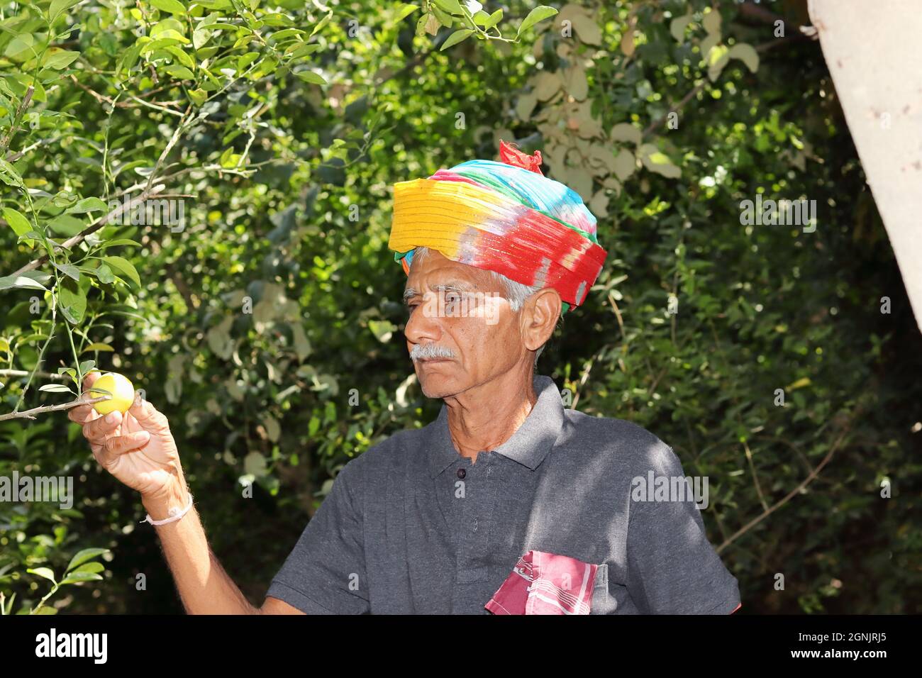 Primo piano ritratto di un agricoltore indiano senior vestito secondo la cultura e la tradizione Rajasthani e indossando un turbante colorato sulla sua Head.Farmer ch Foto Stock