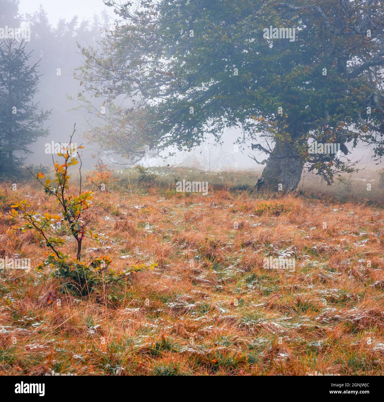 Scena all'aperto Misty della valle di montagna. Prima neve nella foresta di montagna. Splendido paesaggio autunnale. Bellezza della natura concetto sfondo. Foto Stock