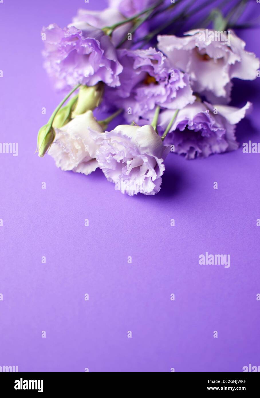 Bella fiori di eustoma violetto (lisianthus) in piena fioritura con germogli foglie. Bouquet di fiori su sfondo viola. Spazio di copia Foto Stock
