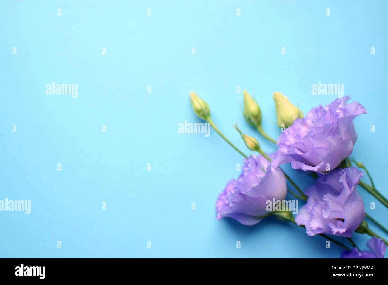 Bella fiori di eustoma violetto (lisianthus) in piena fioritura con germogli foglie. Bouquet di fiori su sfondo blu. Spazio di copia Foto Stock