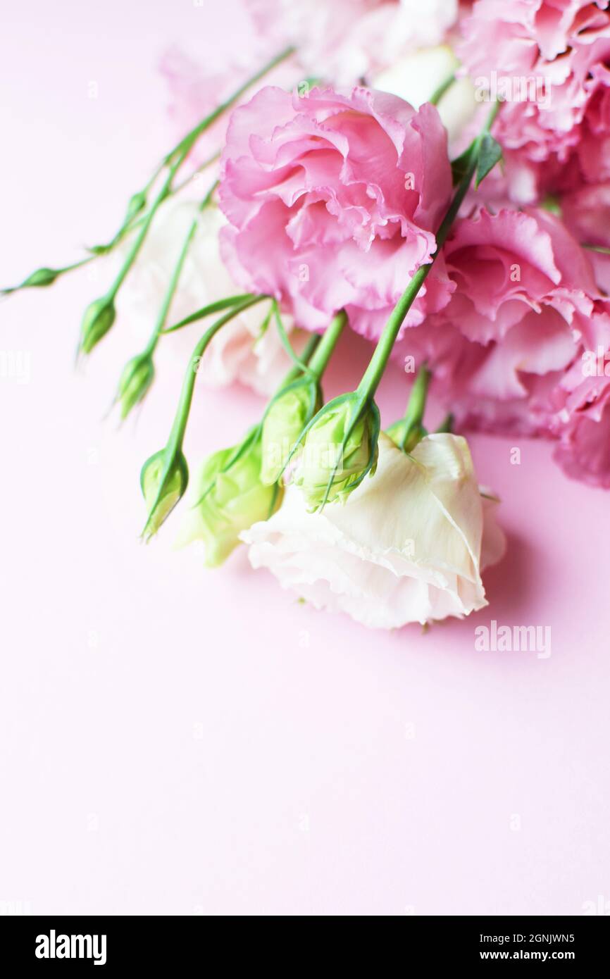 Bella rosa eustoma fiori (lisianthus) in piena fioritura con germogli foglie. Bouquet di fiori su sfondo rosa. Spazio di copia Foto Stock