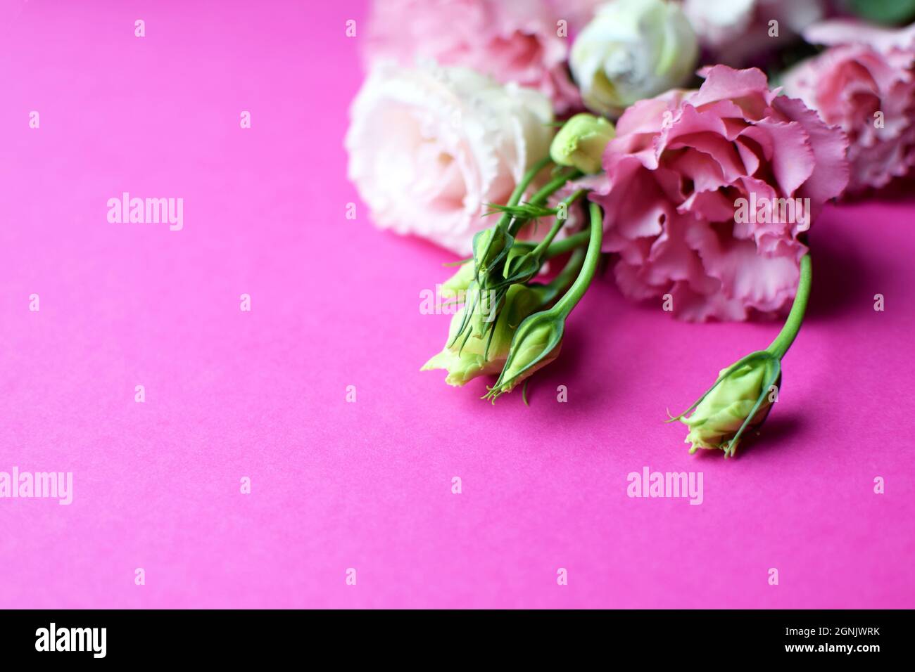 Bella rosa eustoma fiori (lisianthus) in piena fioritura con germogli foglie. Bouquet di fiori su sfondo fucsia. Spazio di copia Foto Stock