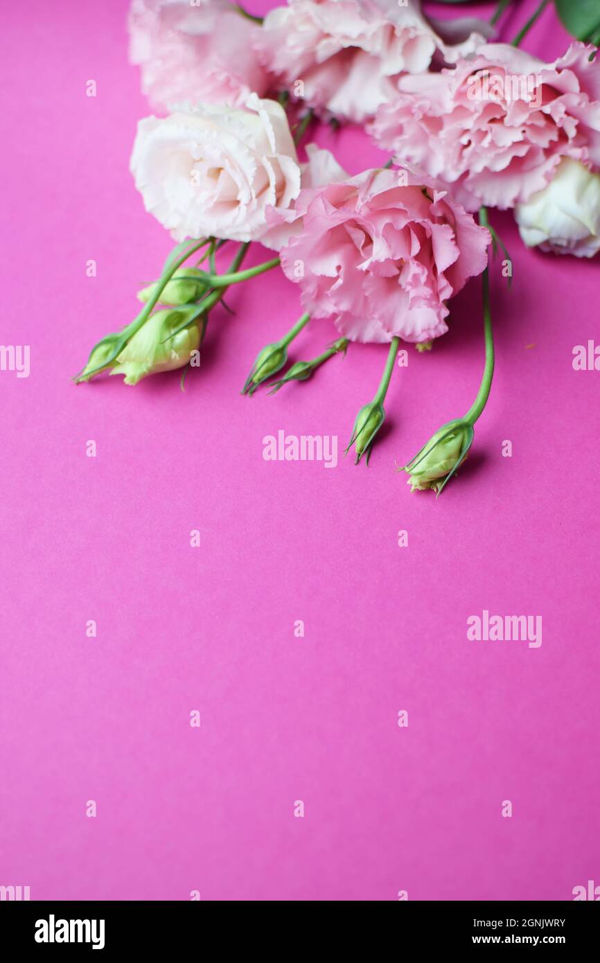 Bella rosa eustoma fiori (lisianthus) in piena fioritura con germogli foglie. Bouquet di fiori su sfondo fucsia. Spazio di copia Foto Stock