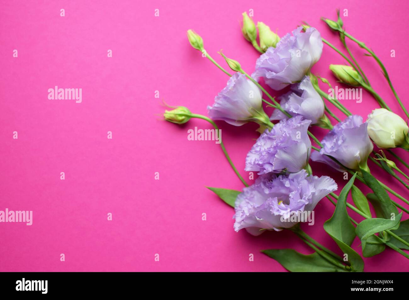 Bella fiori di eustoma viola (lisianthus) in piena fioritura con germogli foglie. Bouquet di fiori su sfondo fucsia. Spazio di copia Foto Stock