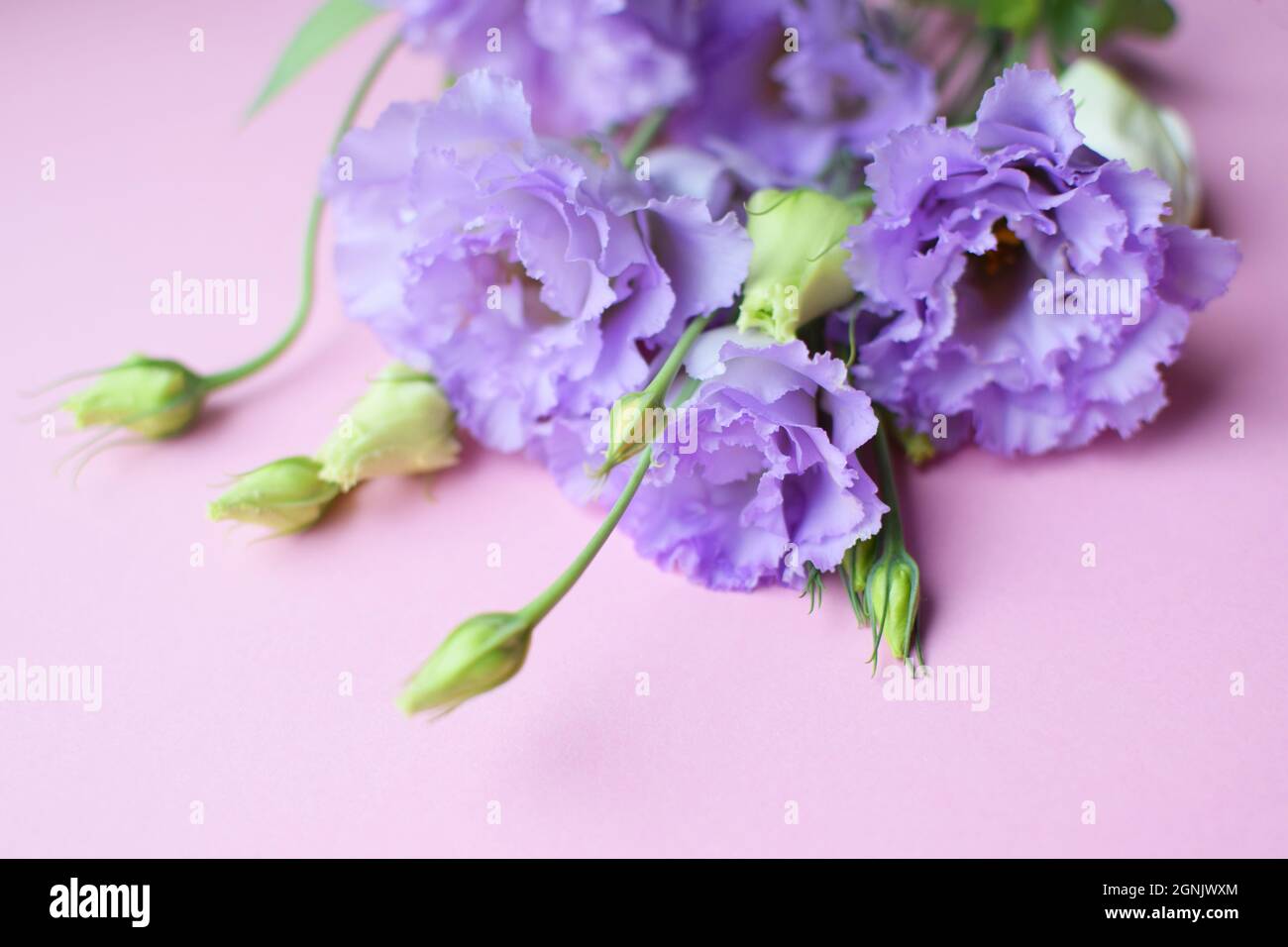 Bella fiori di eustoma violetto (lisianthus) in piena fioritura con germogli foglie. Bouquet di fiori su sfondo fucsia. Spazio di copia Foto Stock