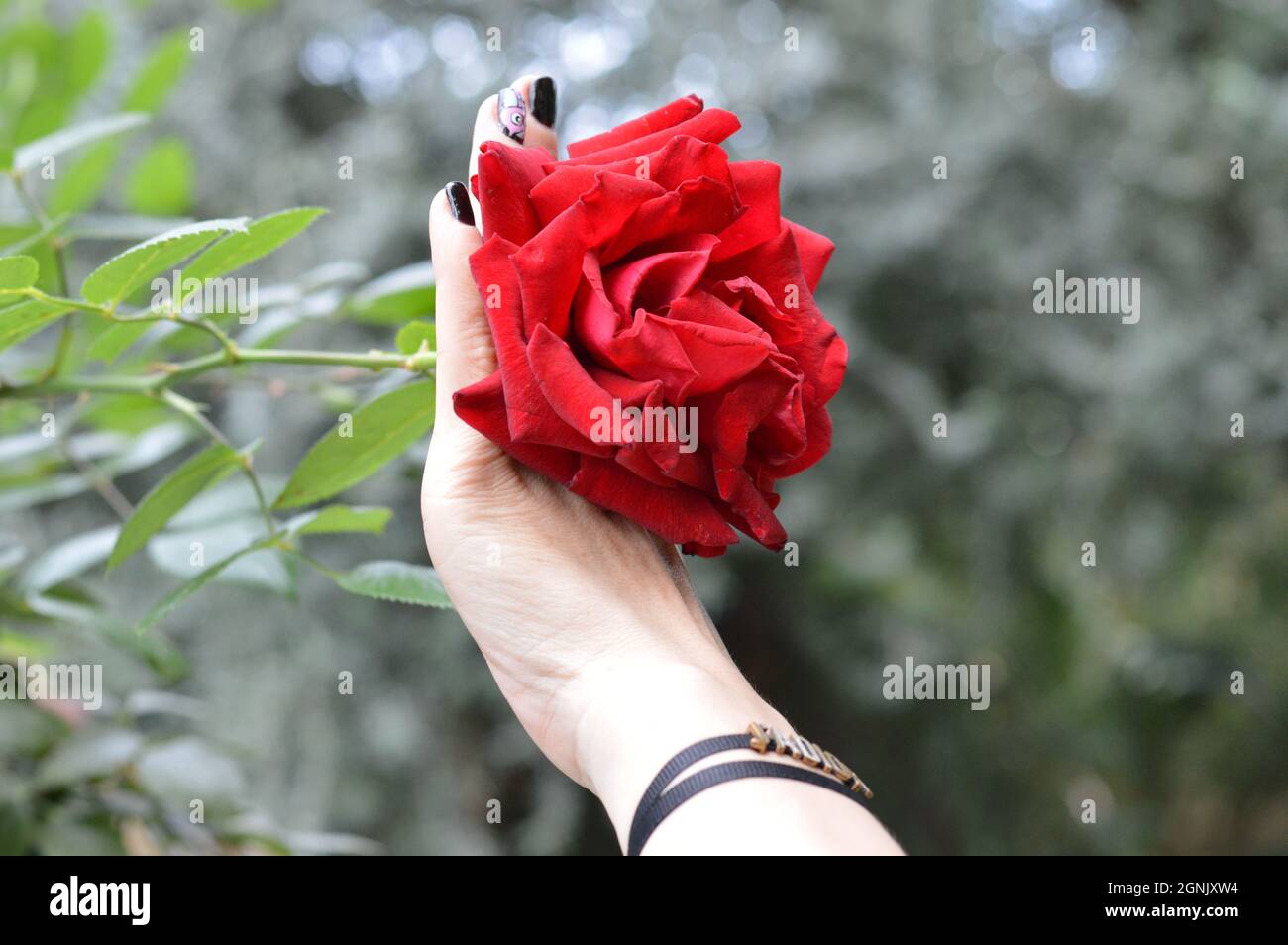 Bella rosa rossa in piena fioritura sulla mano di una donna con smalto nero per unghie e braccialetto, presa in giardino dalle baie di Singapore Foto Stock