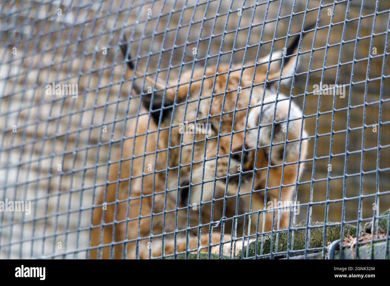 gatto predatore selvatico. lynx in una gabbia. Concentrarsi sulla gabbia Foto Stock