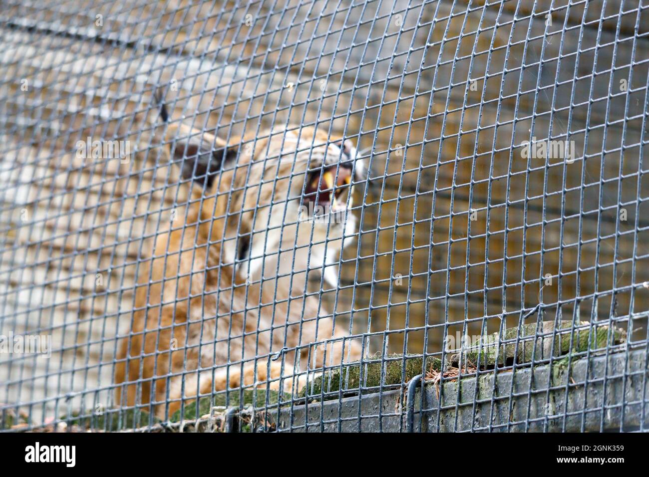 gatto predatore selvatico. lynx in una gabbia. Concentrarsi sulla gabbia Foto Stock