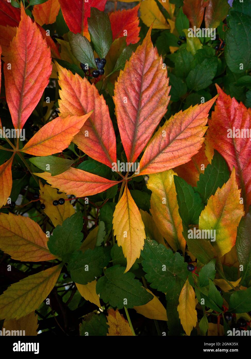Bellissimo modello autunnale di foglie viventi di diversi colori Foto Stock