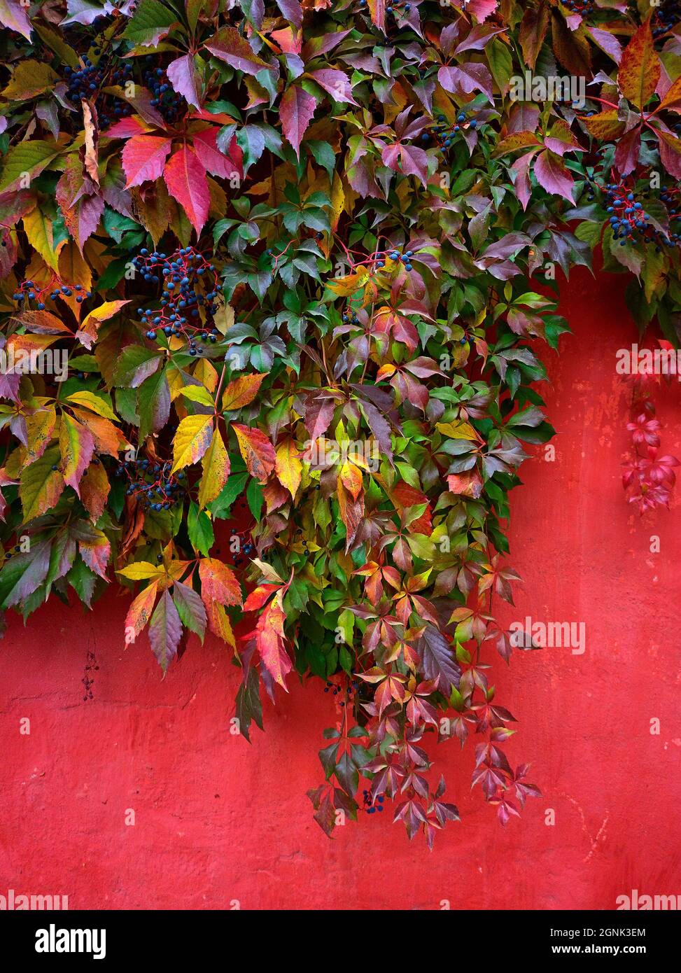 Bellissimo modello autunnale di foglie viventi su un muro di sfondo Foto Stock