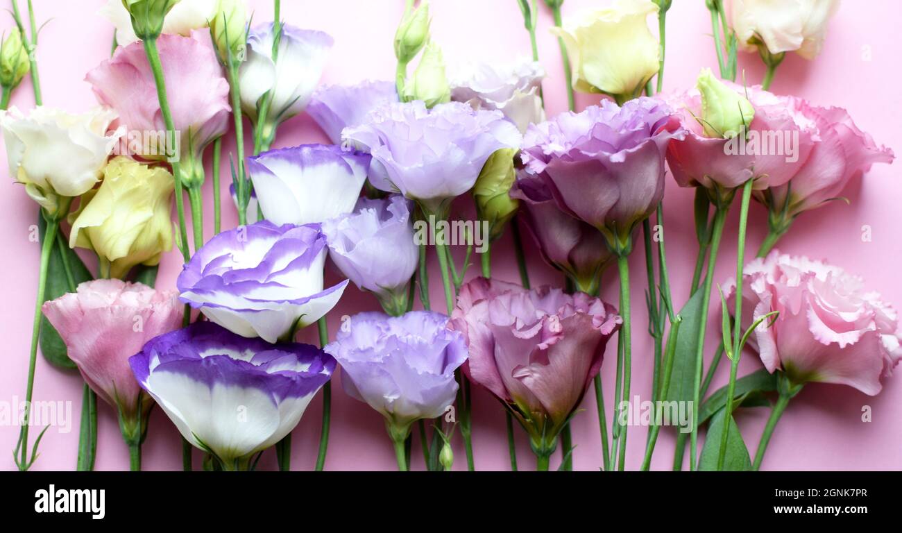 Bellissimi fiori colorati di eustoma (lisianthus) in piena fioritura con germogli foglie. Bouquet di fiori su sfondo rosa. Foto Stock