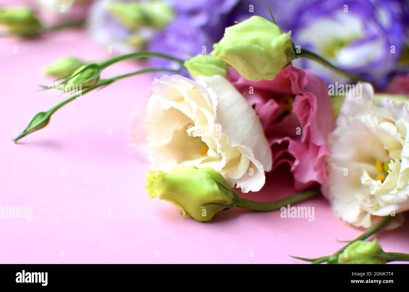 Bellissimi fiori colorati di eustoma (lisianthus) in piena fioritura con germogli foglie. Bouquet di fiori su sfondo rosa. Messa a fuoco soft Foto Stock