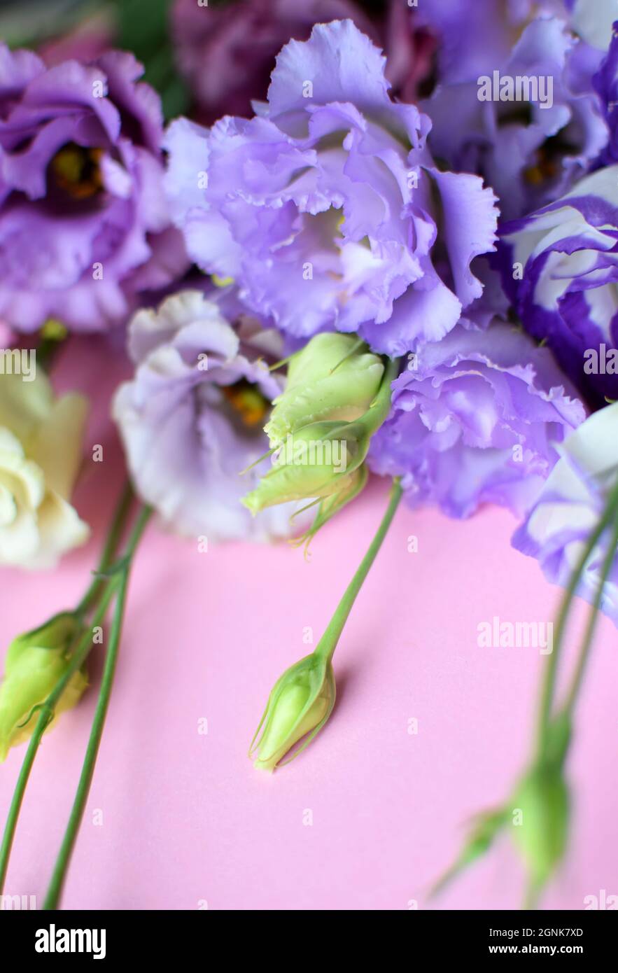 Bella fiori di eustoma viola (lisianthus) in piena fioritura con germogli foglie. Bouquet di fiori su sfondo rosa. Spazio di copia Foto Stock