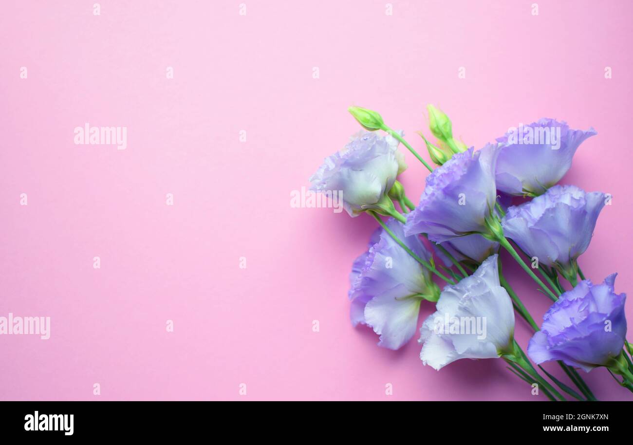 Bella fiori di eustoma violetto (lisianthus) in piena fioritura con germogli foglie. Bouquet di fiori su sfondo rosa. Spazio di copia Foto Stock