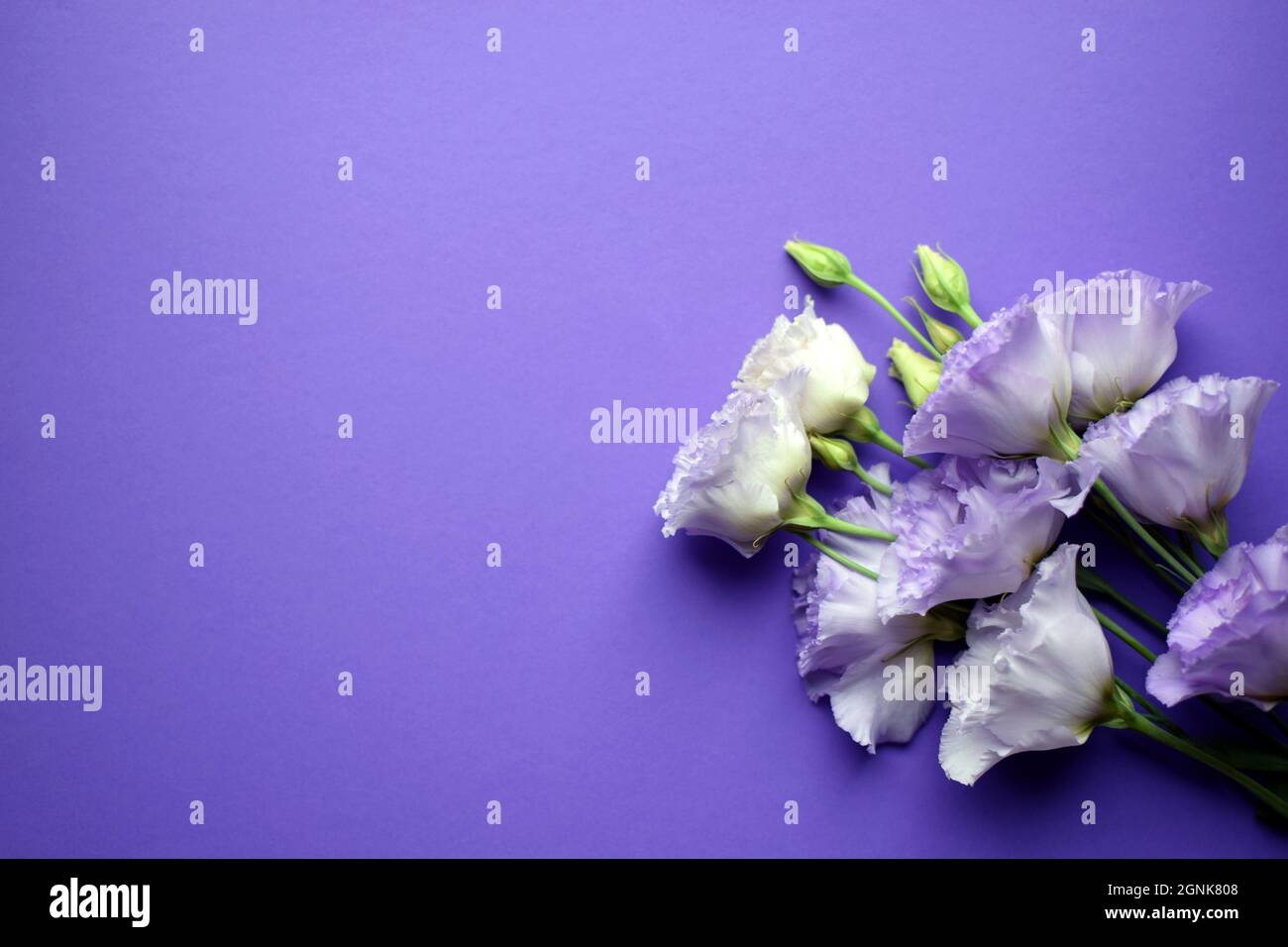 Bella fiori di eustoma violetto (lisianthus) in piena fioritura con germogli foglie. Bouquet di fiori su sfondo viola. Spazio di copia Foto Stock