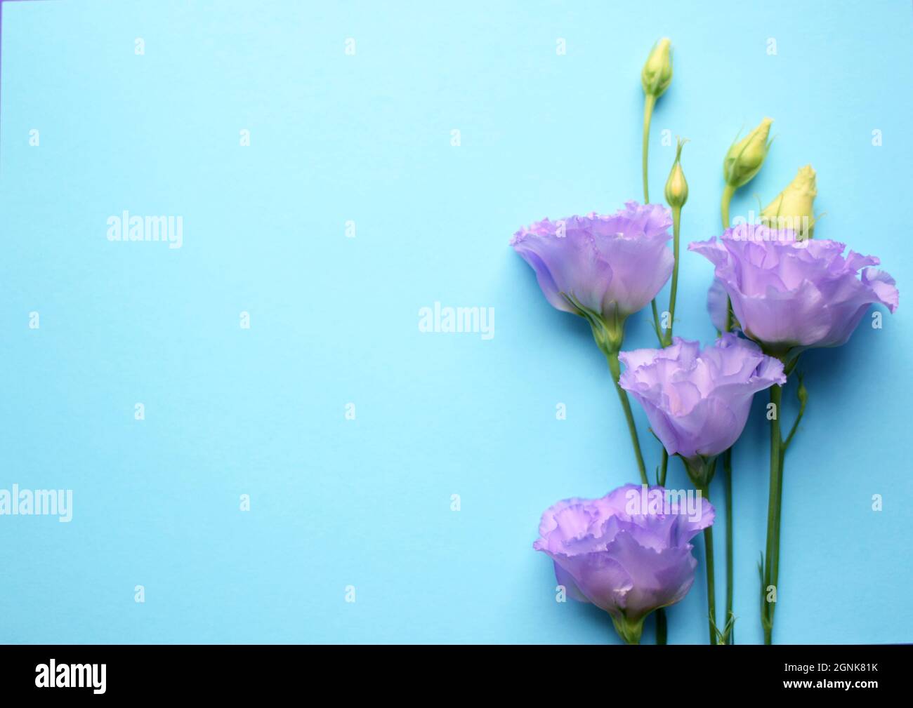 Bella fiori di eustoma violetto (lisianthus) in piena fioritura con germogli foglie. Bouquet di fiori su sfondo blu. Spazio di copia Foto Stock