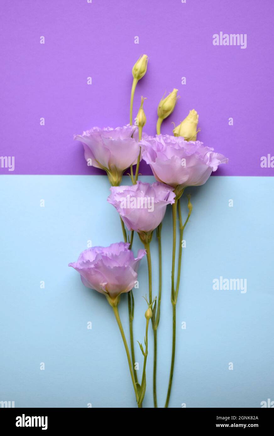 Bella fiori di eustoma violetto (lisianthus) in piena fioritura con germogli foglie. Bouquet di fiori su sfondo blu. Foto Stock