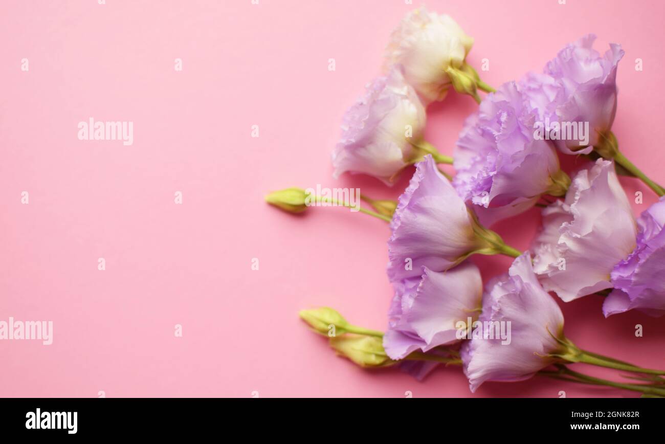 Bella fiori di eustoma violetto (lisianthus) in piena fioritura con germogli foglie. Bouquet di fiori su sfondo rosa. Spazio di copia Foto Stock