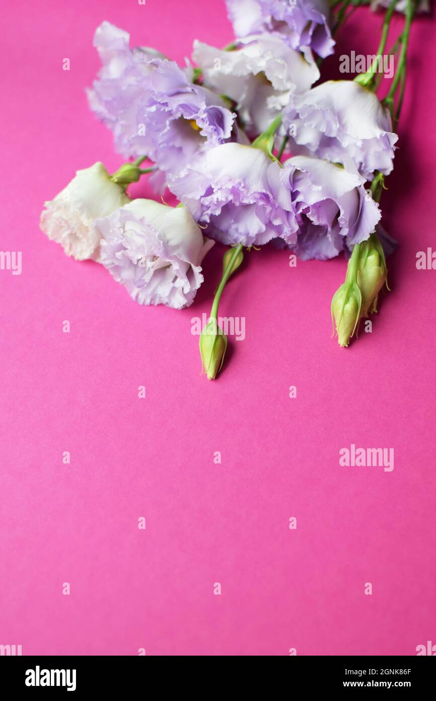 Bella fiori di eustoma viola (lisianthus) in piena fioritura con germogli foglie. Bouquet di fiori su sfondo fucsia. Spazio di copia Foto Stock