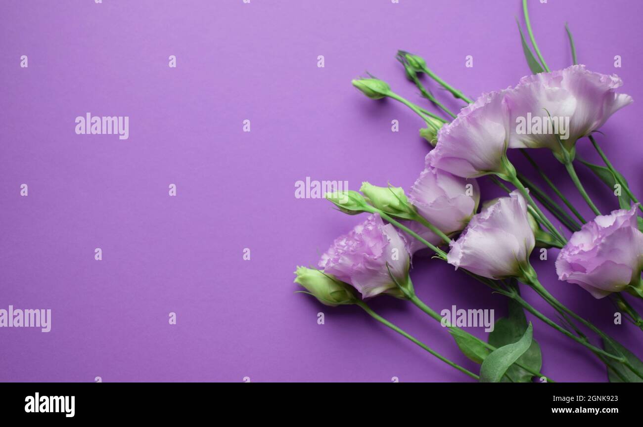 Bella fiori di eustoma violetto (lisianthus) in piena fioritura con germogli foglie. Bouquet di fiori su sfondo lilla. Spazio di copia Foto Stock