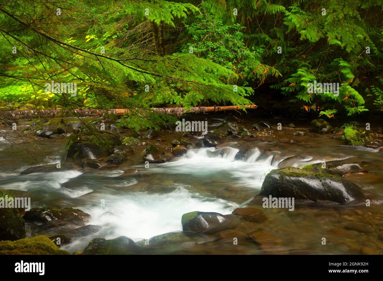 Fiume Dungeness da Lower Dungeness Trail, Olympic National Forest, Washington Foto Stock