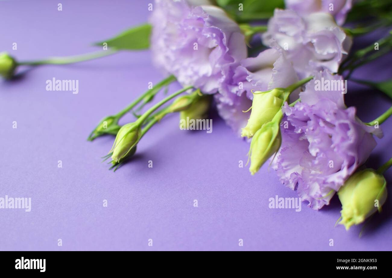 Bella fiori di eustoma violetto (lisianthus) in piena fioritura con germogli foglie. Bouquet di fiori su sfondo lilla. Foto Stock