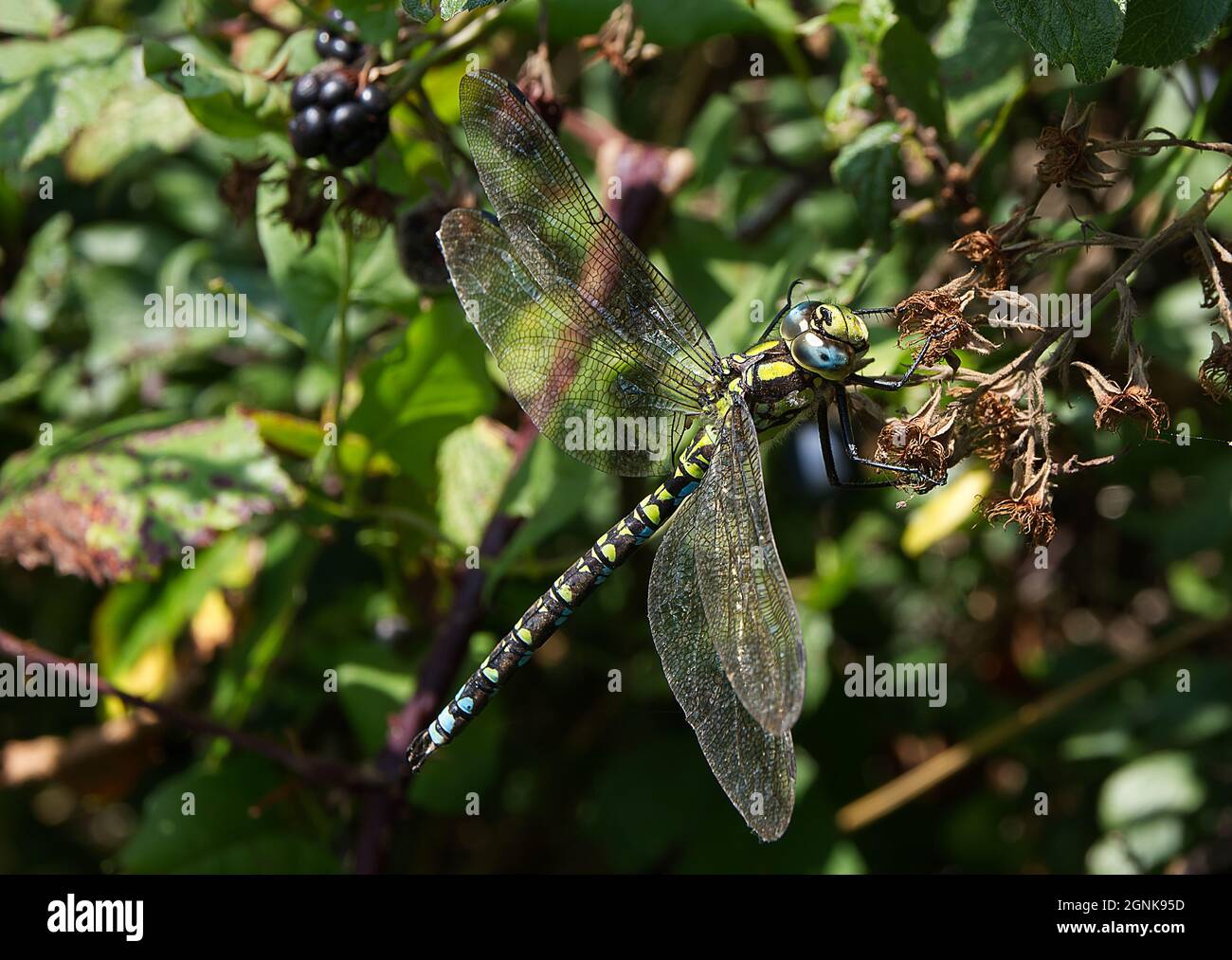 Southern Hawker Dragonfly su blackberry Foto Stock