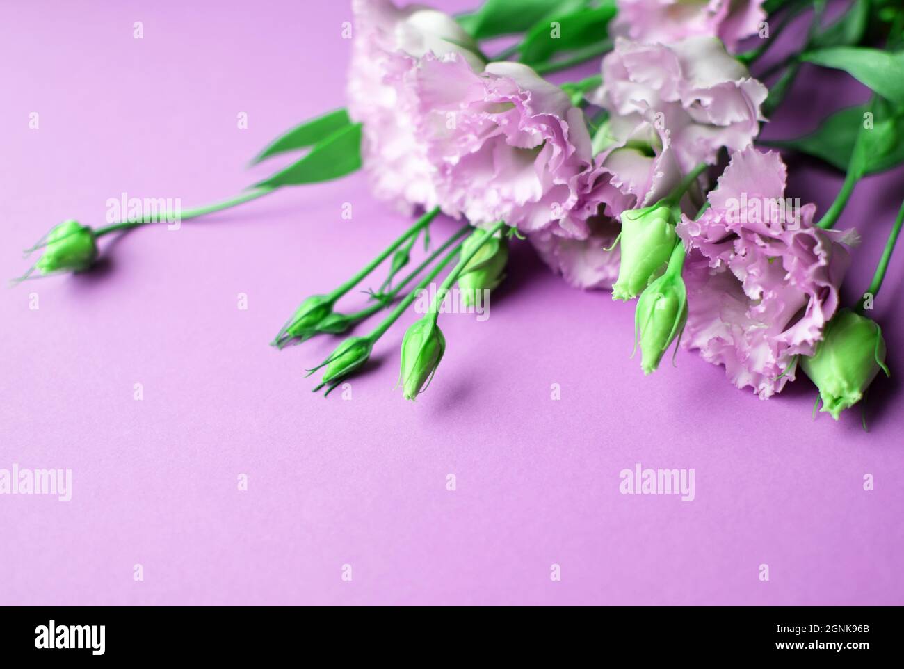 Bella rosa eustoma fiori (lisianthus) in piena fioritura con germogli foglie. Bouquet di fiori su sfondo lilla. Spazio di copia Foto Stock