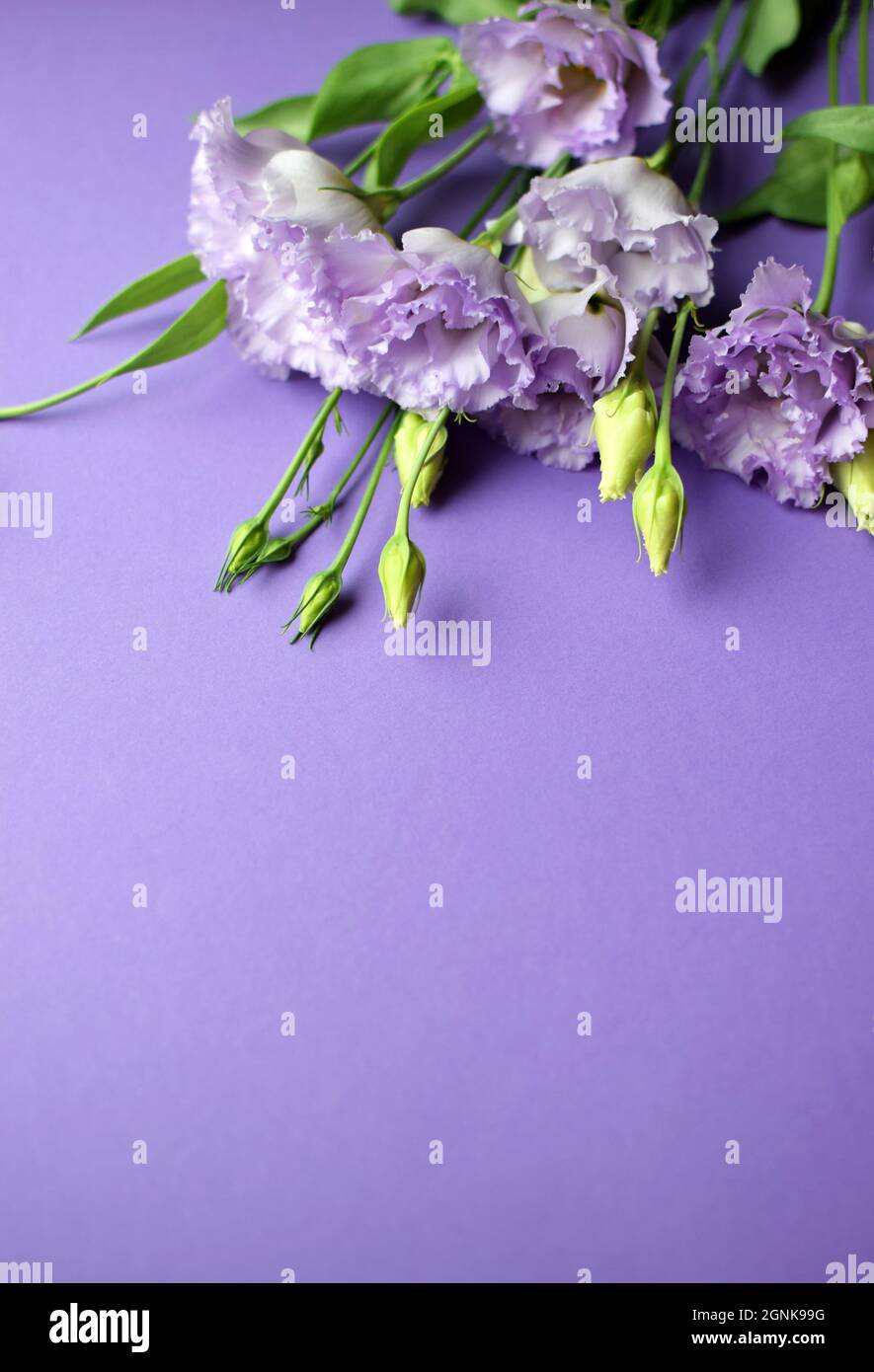 Bella fiori di eustoma violetto (lisianthus) in piena fioritura con germogli foglie. Bouquet di fiori su sfondo viola. Spazio di copia Foto Stock