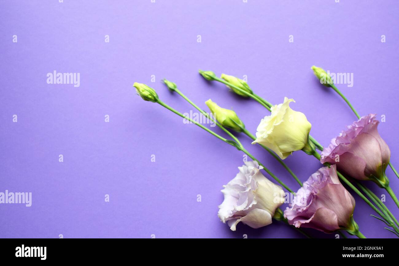 Bella fiori di eustoma violetto (lisianthus) in piena fioritura con germogli foglie. Bouquet di fiori su sfondo viola. Spazio di copia Foto Stock