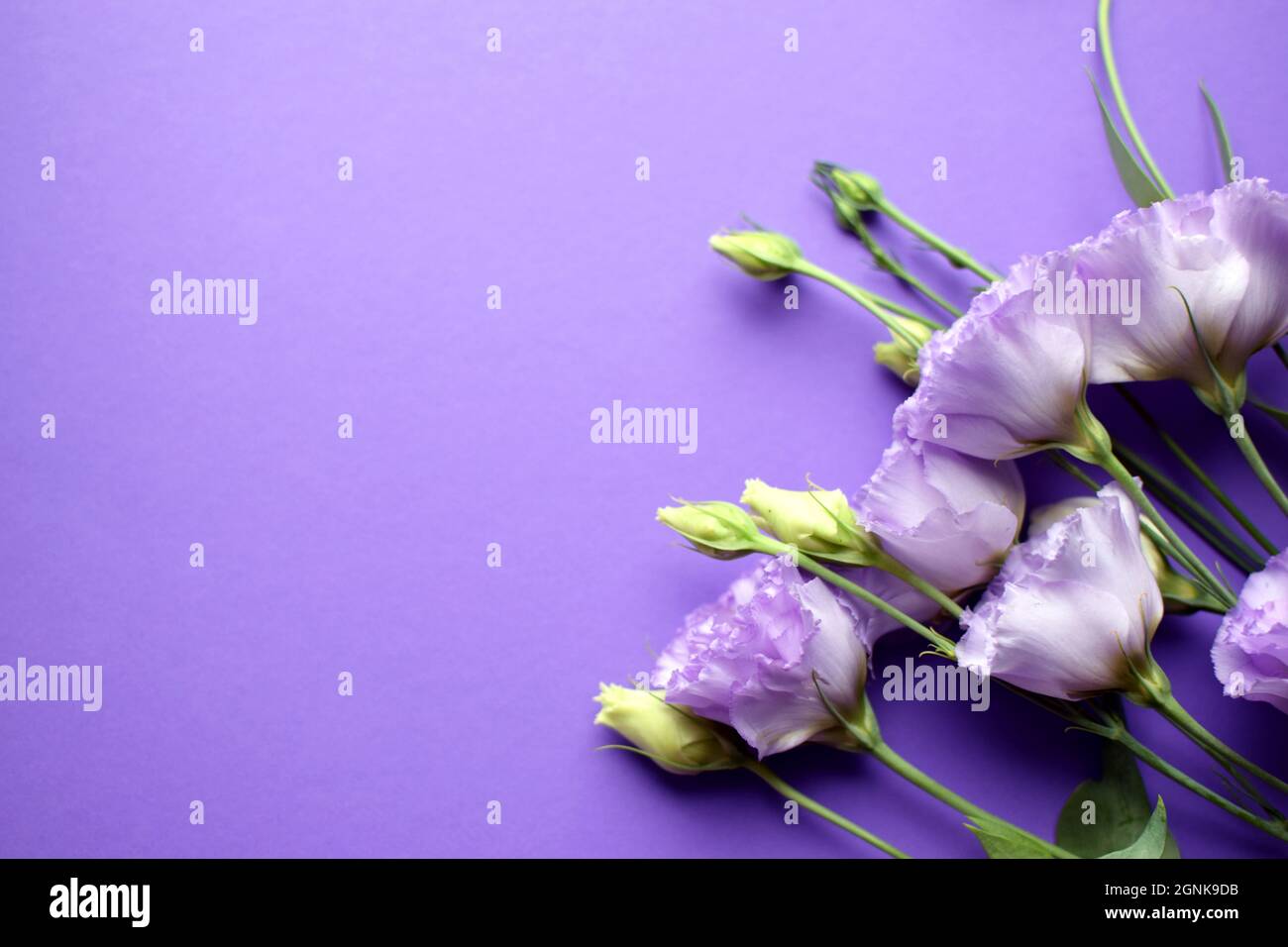 Bella fiori di eustoma violetto (lisianthus) in piena fioritura con germogli foglie. Bouquet di fiori su sfondo viola. Spazio di copia Foto Stock