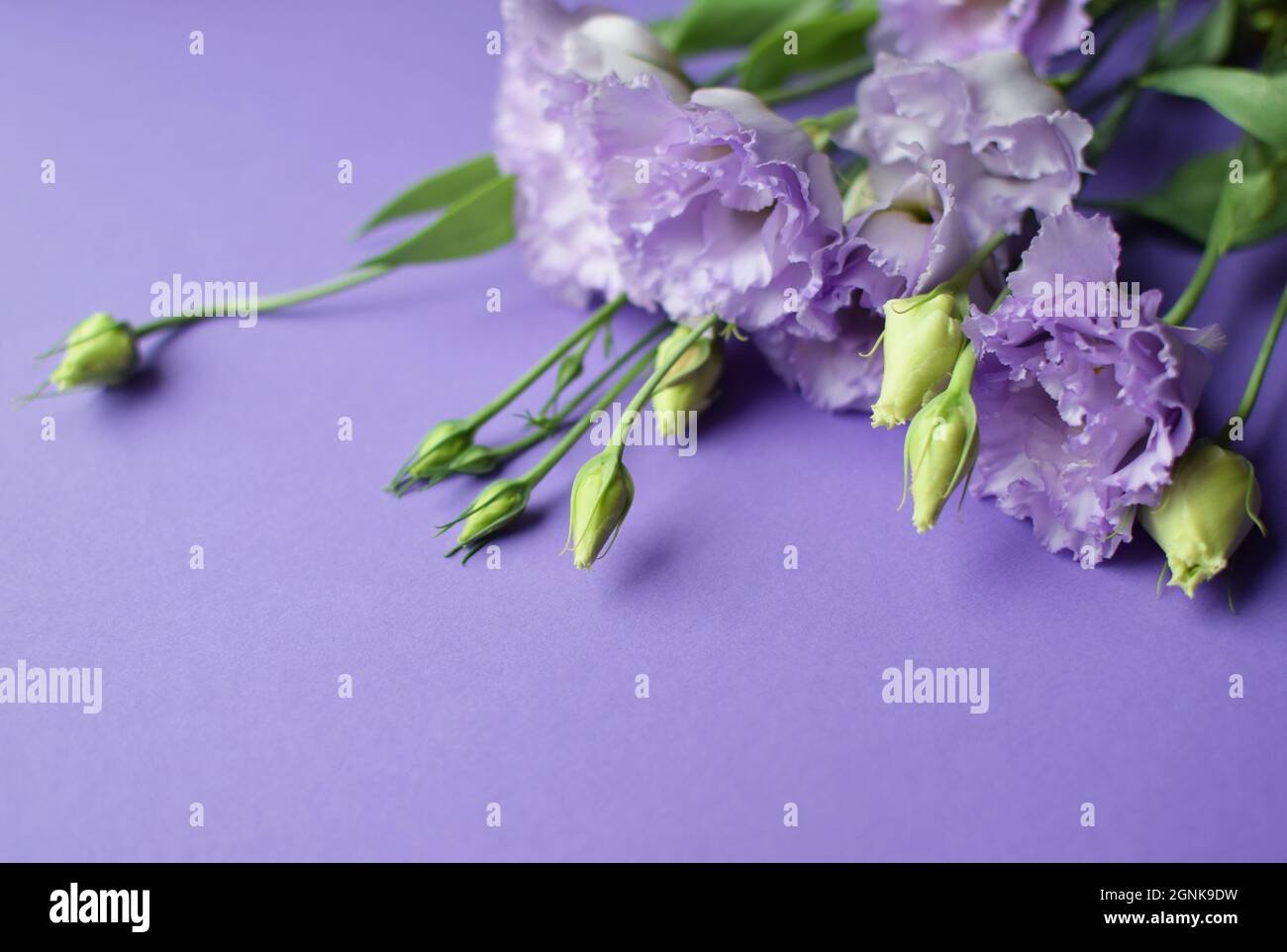 Bella fiori di eustoma violetto (lisianthus) in piena fioritura con germogli foglie. Bouquet di fiori su sfondo viola. Spazio di copia Foto Stock