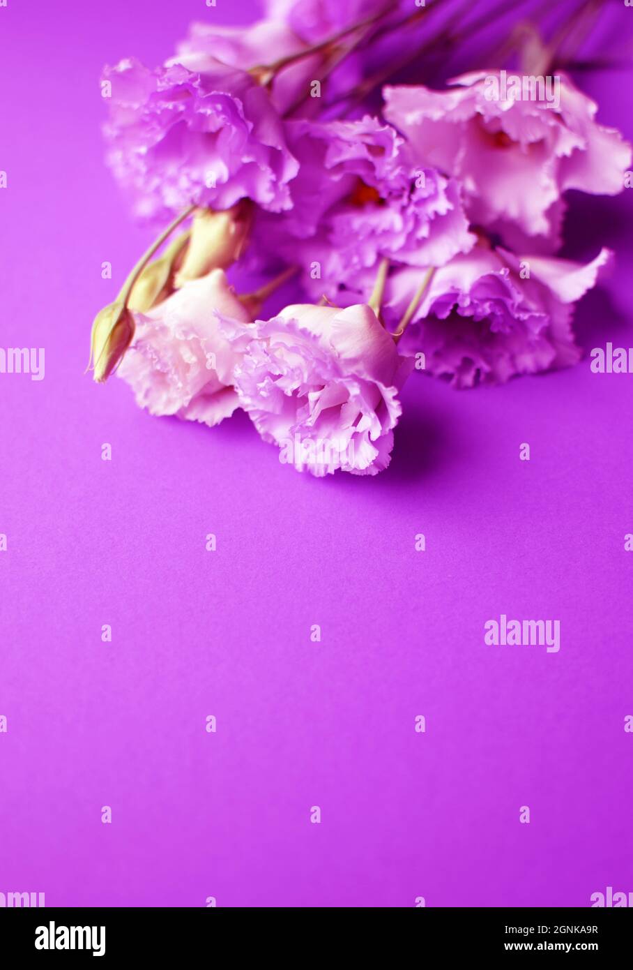 Bella rosa eustoma fiori (lisianthus) in piena fioritura con germogli foglie. Bouquet di fiori su sfondo fucsia. Spazio di copia Foto Stock