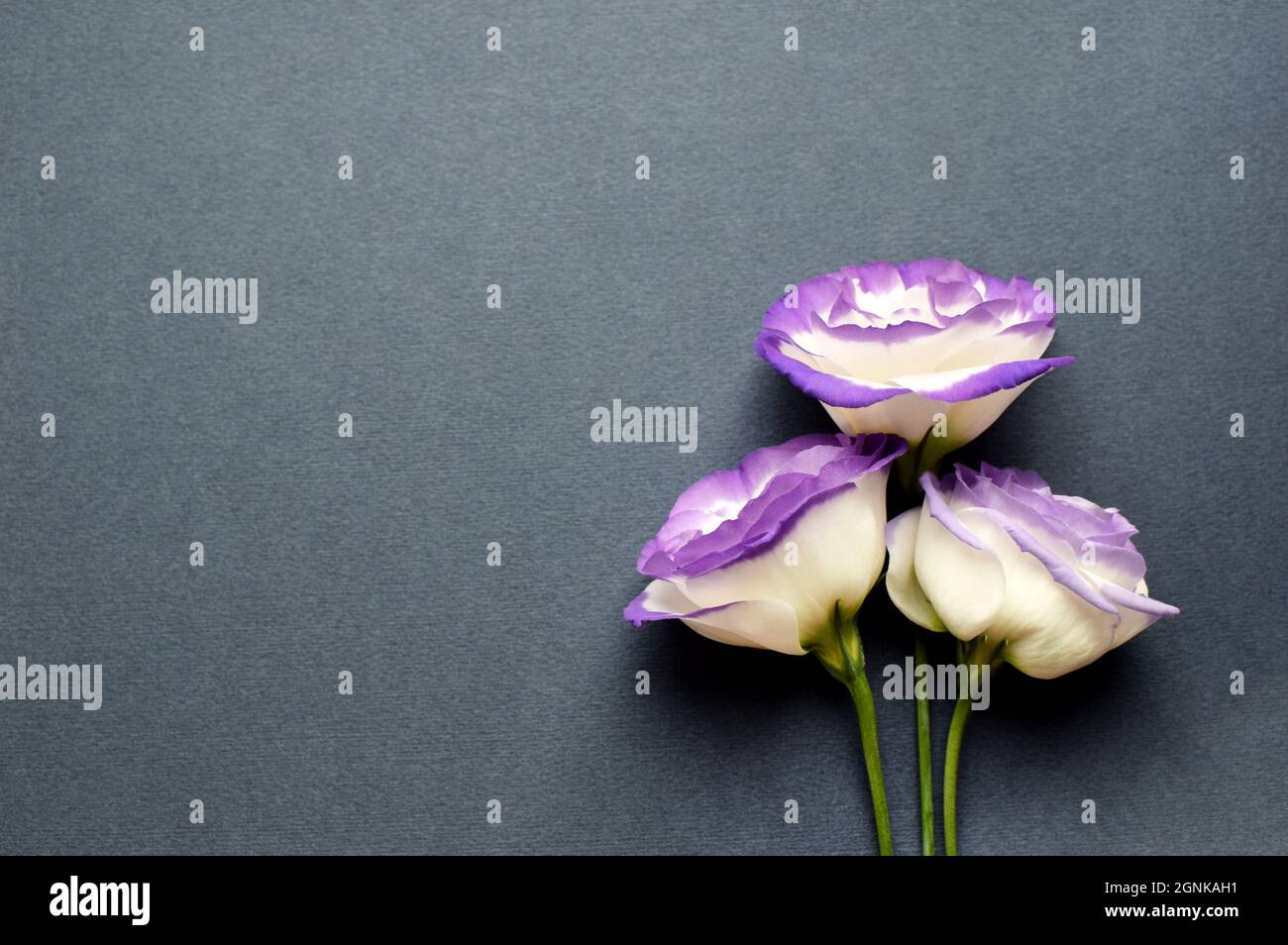 Bella eustoma bianco-viola (lisianthus) fiori in piena fioritura. Bouquet di fiori su sfondo grigio. Foto Stock