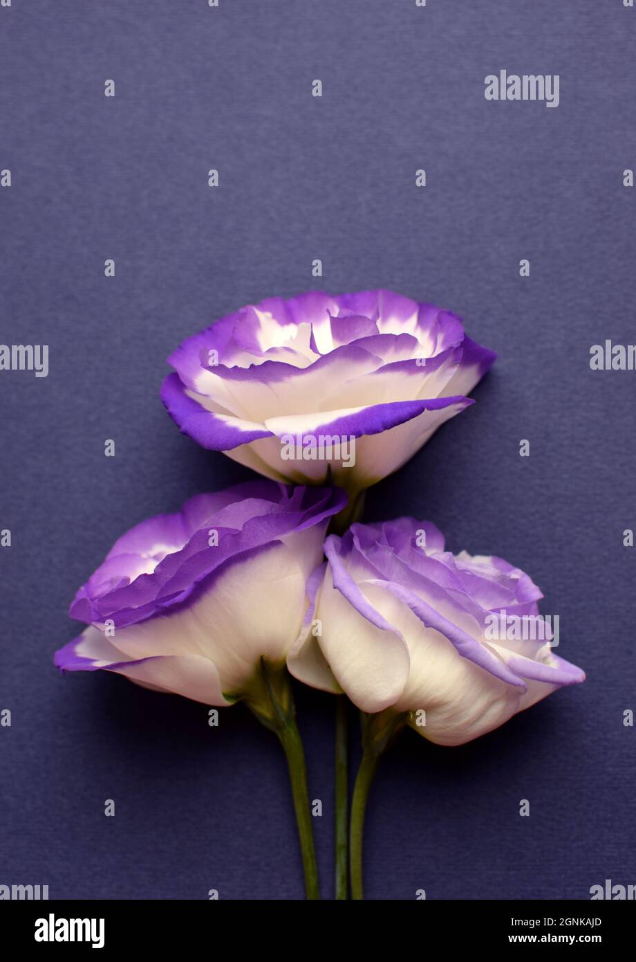 Bella eustoma bianco-viola (lisianthus) fiori in piena fioritura. Bouquet di fiori su sfondo grigio. Foto Stock