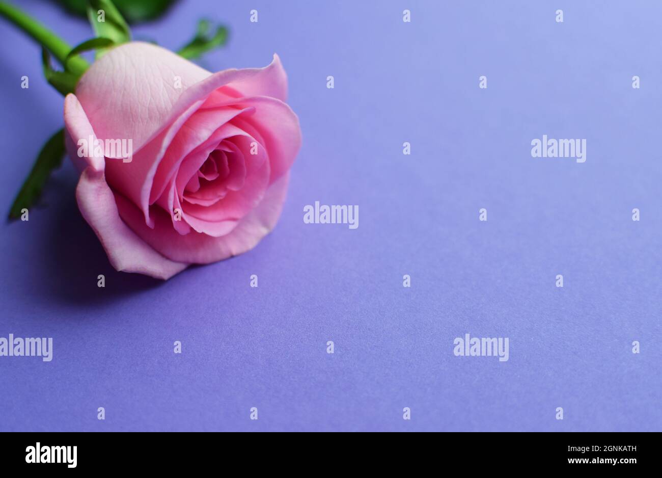 Una rosa rosa su sfondo viola. San Valentino. Spazio di copia Foto Stock