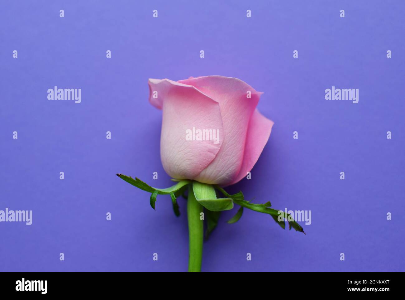 Una rosa rosa su sfondo viola. San Valentino Foto Stock