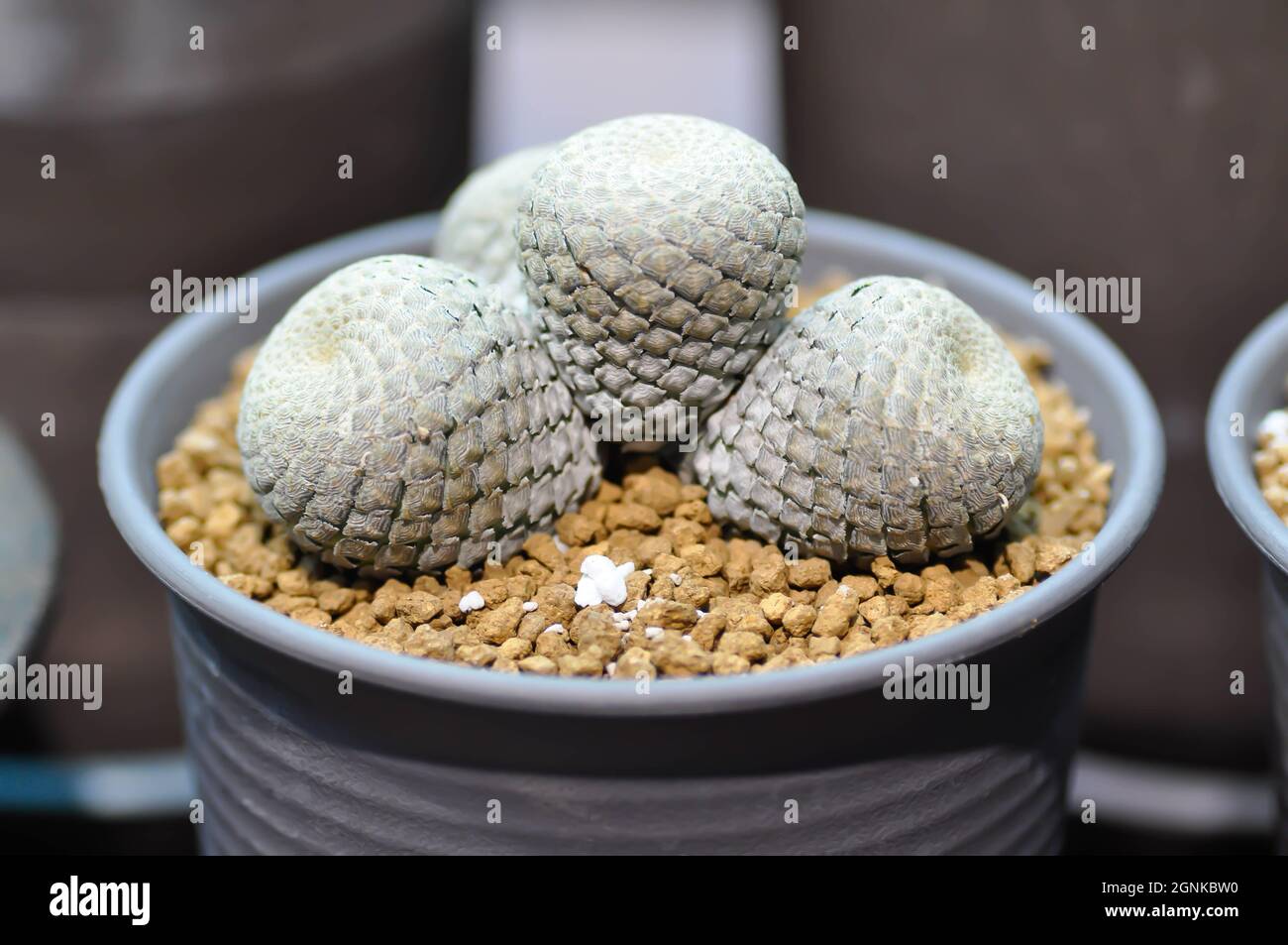 cactus, succulente pianta nel vaso di fiori Foto Stock