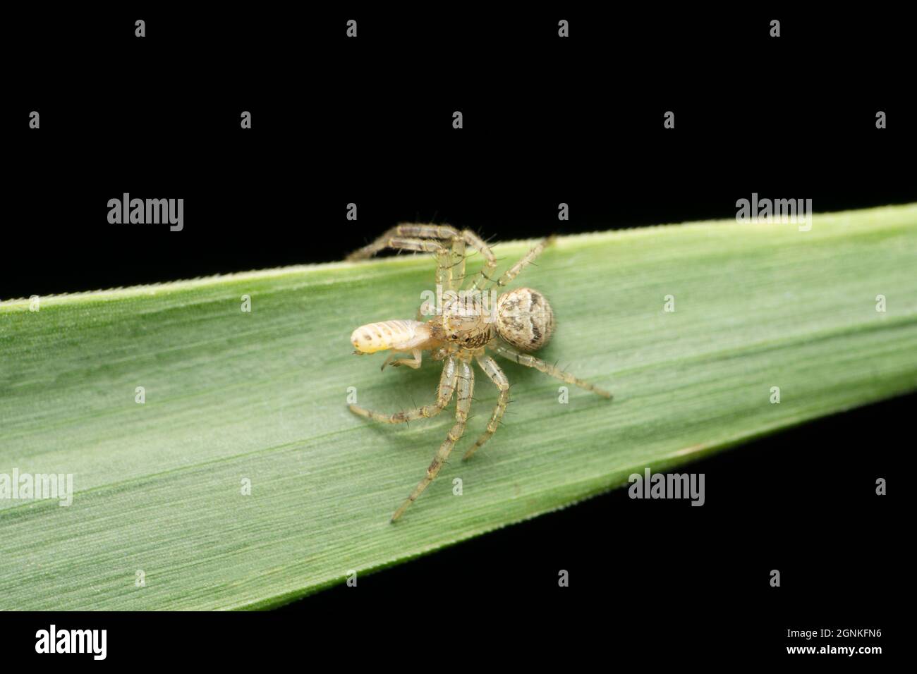 Ragno granchio, Indoxysticus minutus, Satara, Maharashtra, India Foto Stock
