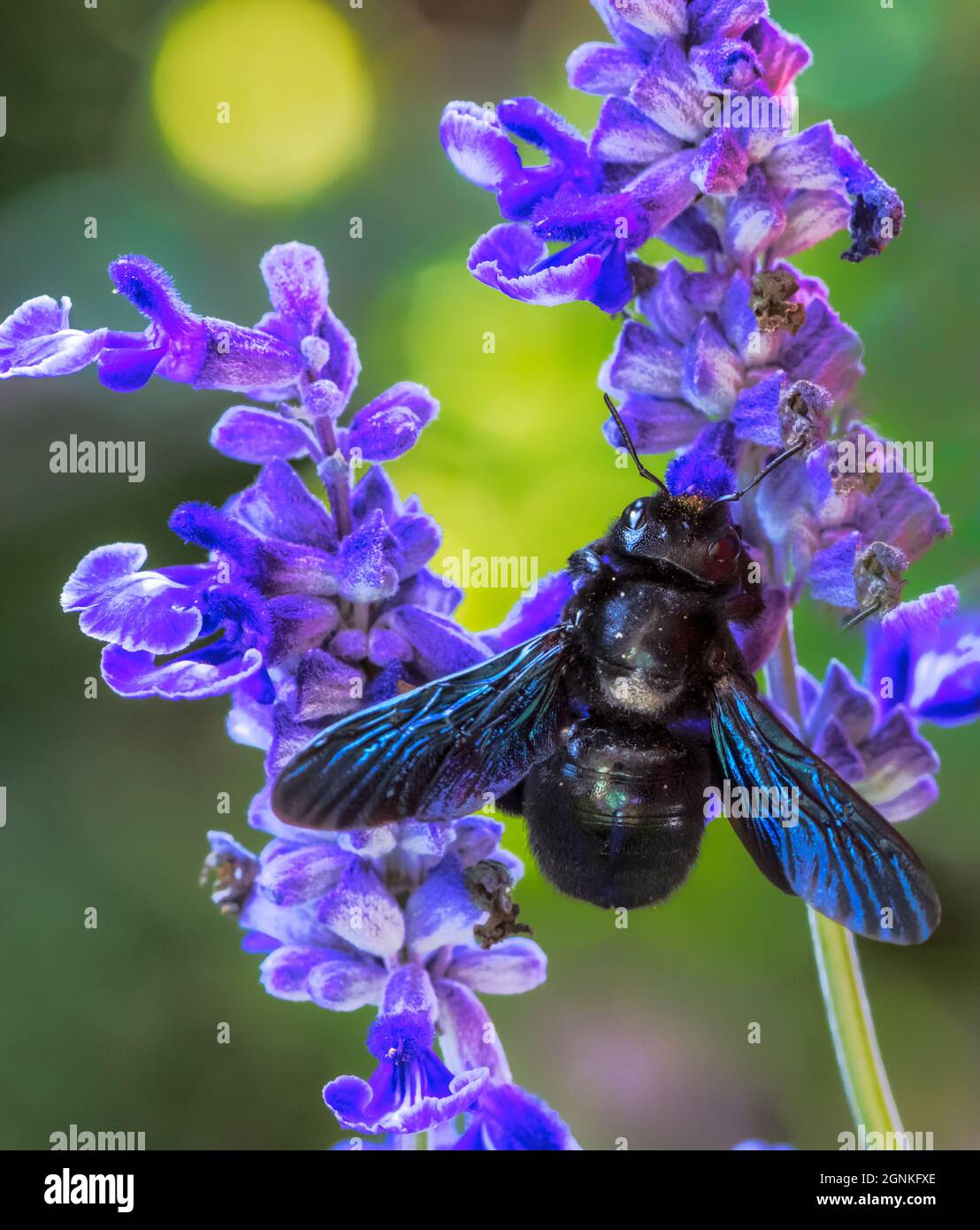 Macro di un'ape da carpentiere viola (xylocopa violacea) che raccoglie nettare su un fiore di salvia Foto Stock